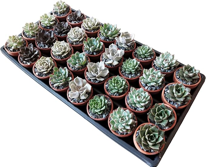 1.75" Mini Succulent Assortment (32 Pack) in Clay Pots