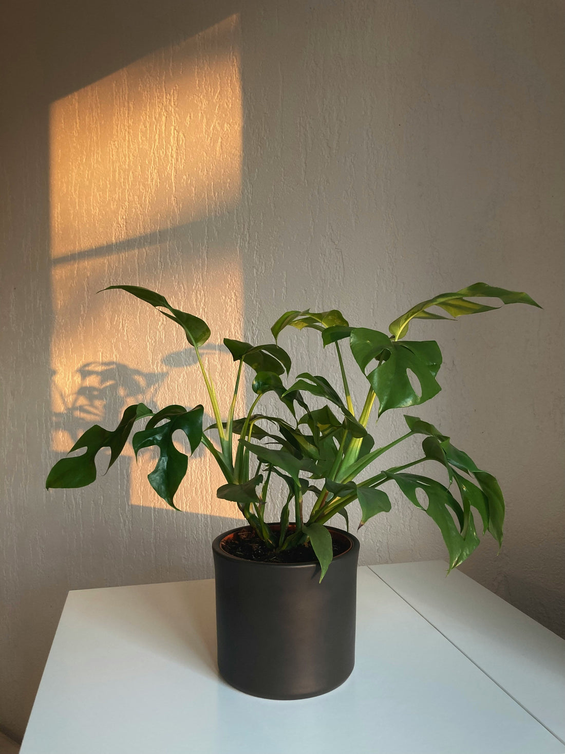 How Indoor Plants Can Improve Your Home and Well-Being