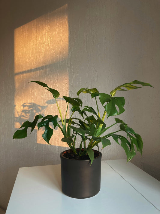How Indoor Plants Can Improve Your Home and Well-Being