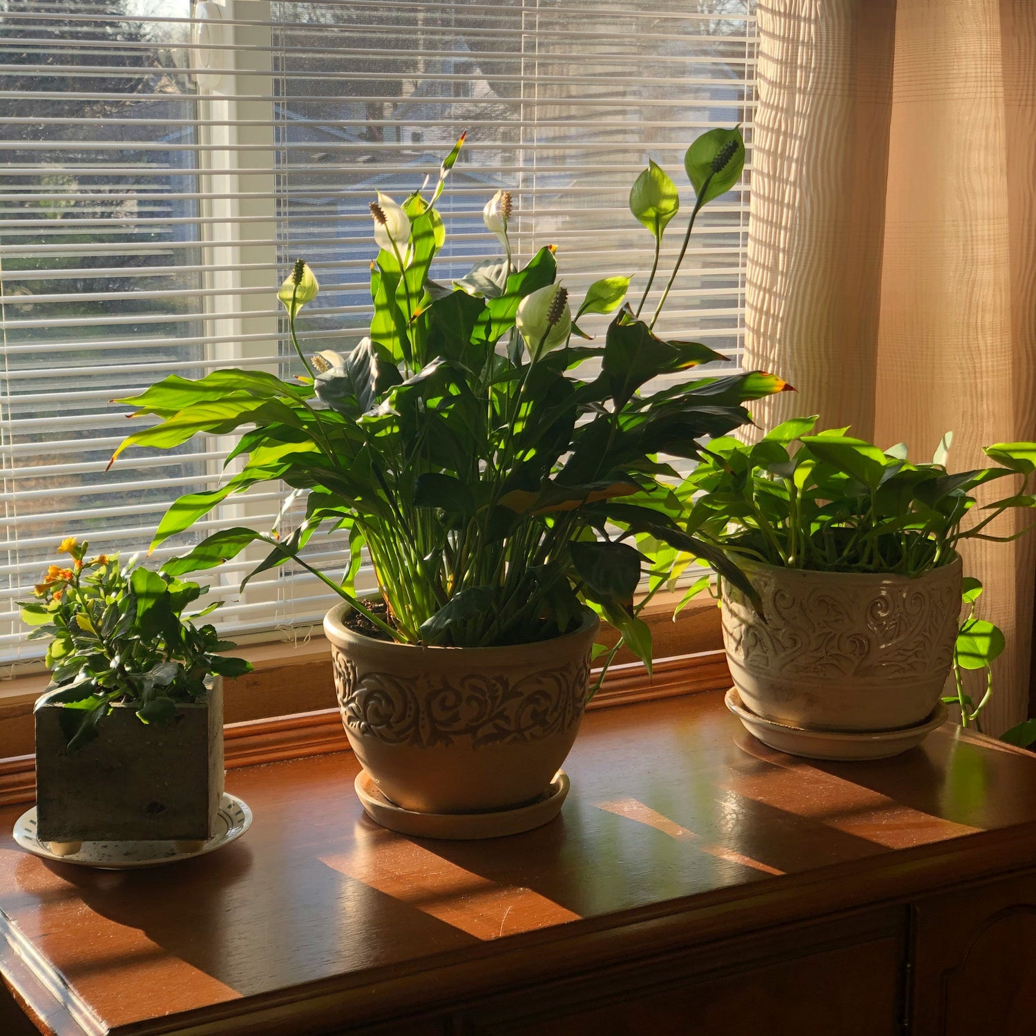 Indoor Planters