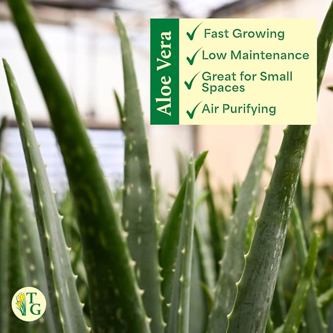 Thorsen's Greenhouse Aloe Vera, Live Indoor Plant, Aloe barbadensis, Easy to Grow, Succulent, Natural Air Purifier, 4" Diameter Pot (Lavender)