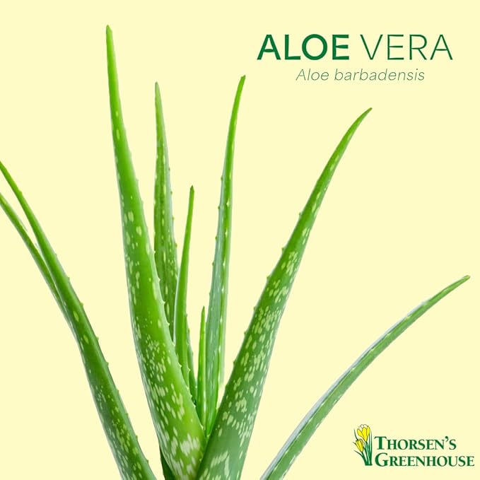 Thorsen's Greenhouse Aloe Vera, Live Indoor Plant, Aloe barbadensis, Easy to Grow, Succulent, Natural Air Purifier, 4" Diameter Pot (Copper)