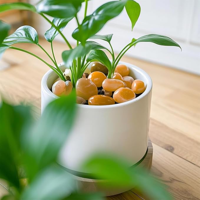 1 Pack 5 Lbs Random Color River Rocks for Plants,0.8-1.5 Inch Decorative Ornamental Pebbels, High Polished Stones for Garden Landscaping, Smooth Gravel Filler, Succulents, Fish Tank, Yellow/White