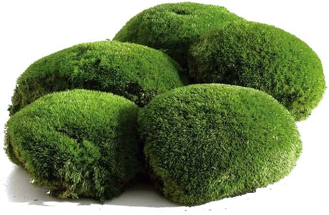 1.5 Sq. Ft. Preserved Moss Pole Decorative Moss for Crafts, Art, Wall Decor,Dark Green