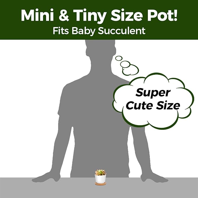 T4U 2.5 Inch Mini White Succulent Planter Pots with Bamboo Tray Round Set of 12, Tiny Ceramic Succulent Air Plant Flower Pots Cactus Faux Plants Containers, Gifts for Plant Lover, Home Office Decor