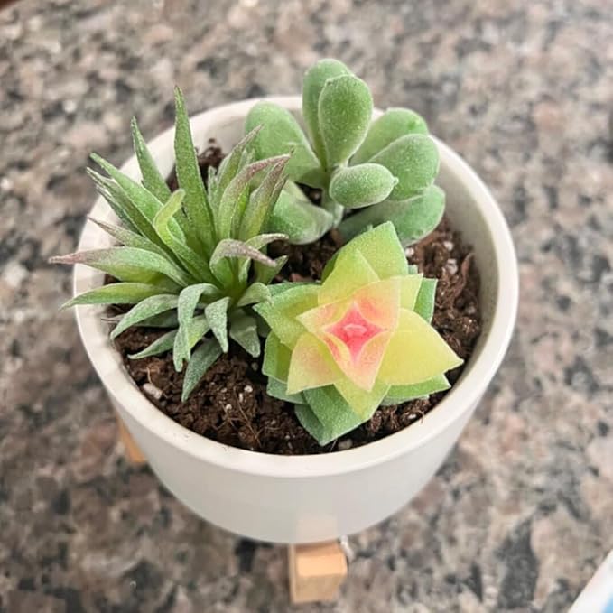 Artificial Succulent Plants, Small Plastic Succulents, Faux Succulents, Suculentas for DIY Garden Decor Succulent Dollhouse Craft Model Miniature Dioramas Miniature Garden Buildings