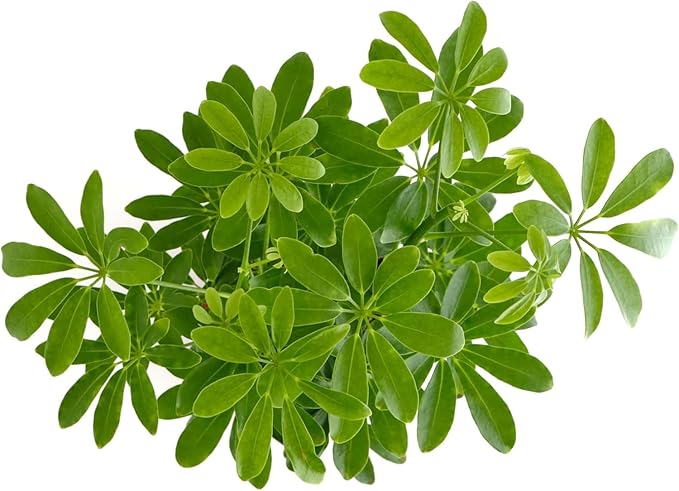 Shop Succulents Heptapleurum Arboricola, Live Indoor Plant, Low Maintenance Dwarf Umbrella Tree, Ideal for Home Decor, Office, and Room Enhancement, 6 Inch Nursery Pot