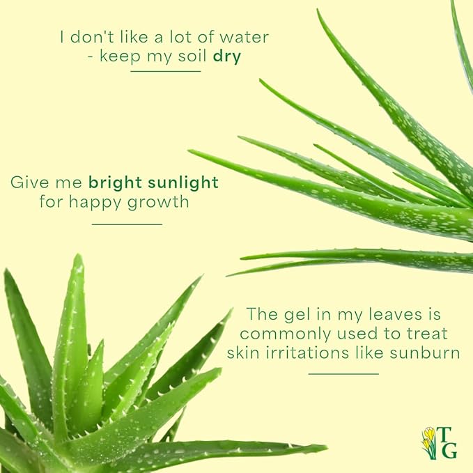 Thorsen's Greenhouse Aloe Vera, Live Indoor Plant, Aloe barbadensis, Easy to Grow, Succulent, Natural Air Purifier, 4" Diameter Pot (Copper)