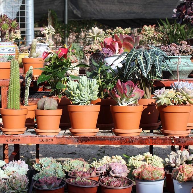 Terra Cotta Pots with Saucer- 6-Pack Large Clay Pots 5.5'' Ceramic Pottery Planter Cactus Flower Succulent Pot with Drainage Hole- Great for Plants,Crafts terra cotta planter
