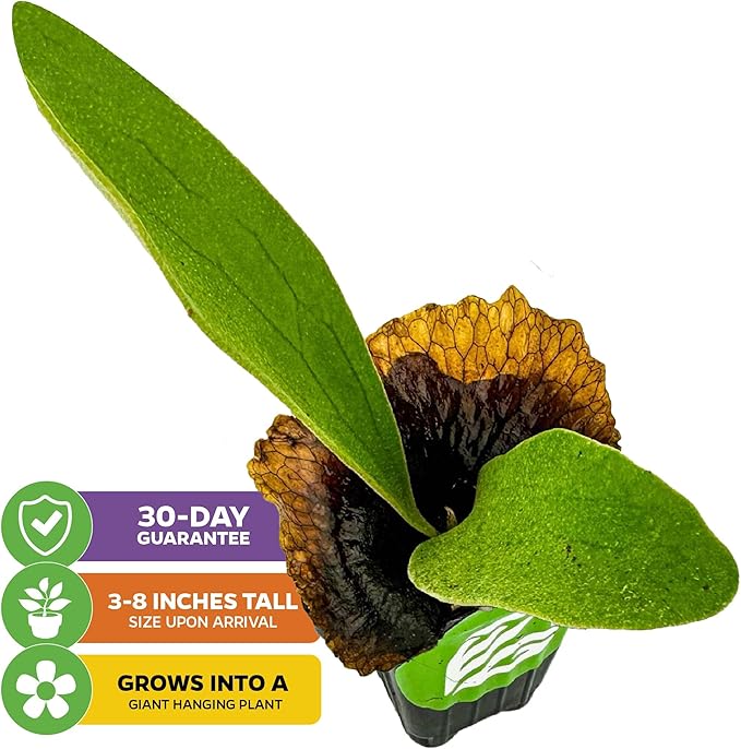 Netherlands Elkhorn Staghorn Fern – Platycerium bifurcatum by Wellspring Gardens – Easy-Care Houseplant – Great for Mounting, Wall Art, or Hanging Displays (2-Pack)