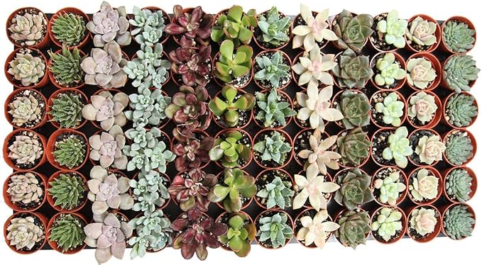 1.75" Mini Succulent Assortment (72 Pack)