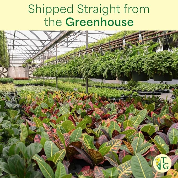 Thorsen's Greenhouse Aloe Vera, Live Indoor Plant, Aloe barbadensis, Easy to Grow, Succulent, Natural Air Purifier, 4" Diameter Pot (Aloe You Vera Much)