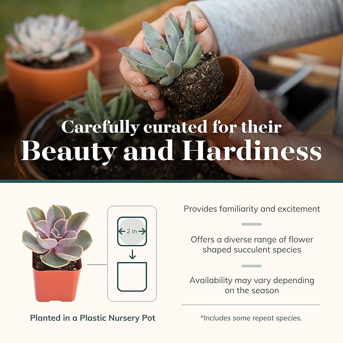 Shop Succulents Rosette Succulent Plant Pack Bulk Collection - Live Mini Succulent Plants, Low Maintenance, Floral Shaped Mix of Colors & Textures - Wedding and Party Favors, Gift & Garden, Pack of 40