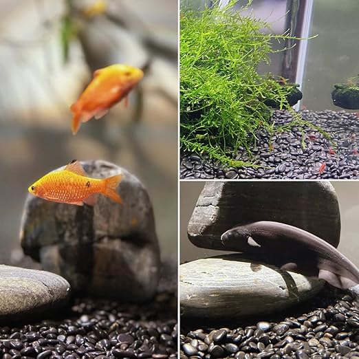 1-2.2 Inch Natural River Rocks,10LB Black Polished Pebbles for Garden Landscaping. Fish Tank Decorative River Rocks, Vase Filling Pebbles, Outdoor Decorative River Rocks