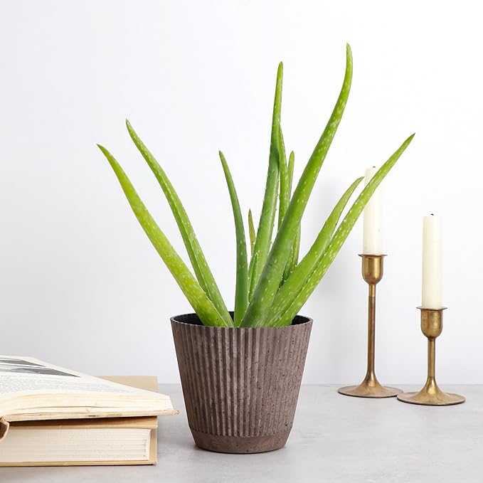 Thorsen's Greenhouse Aloe Vera, Live Indoor Plant, Aloe barbadensis, Easy to Grow, Succulent, Natural Air Purifier, 4" Diameter Pot (Coffee)