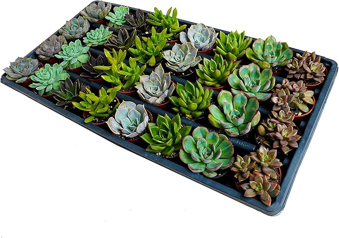 2.5 Inch Assorted Succulent Plants | Hand Picked Assortment of 2.5 Inch Succulents, 32 Pack