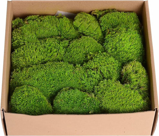 1.5 Sq. Ft. Preserved Moss Pole Decorative Moss for Crafts, Art, Wall Decor,Yellow Green Moss