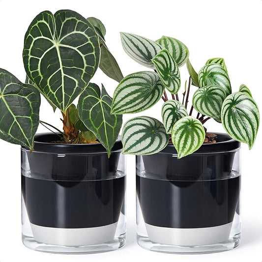 D'vine Dev 6 Inch Design Self Watering Planter for Indoor Plants, Black Terracotta Pot with Cylinder Glass Cup, Set of 2, 37-Y-B-3