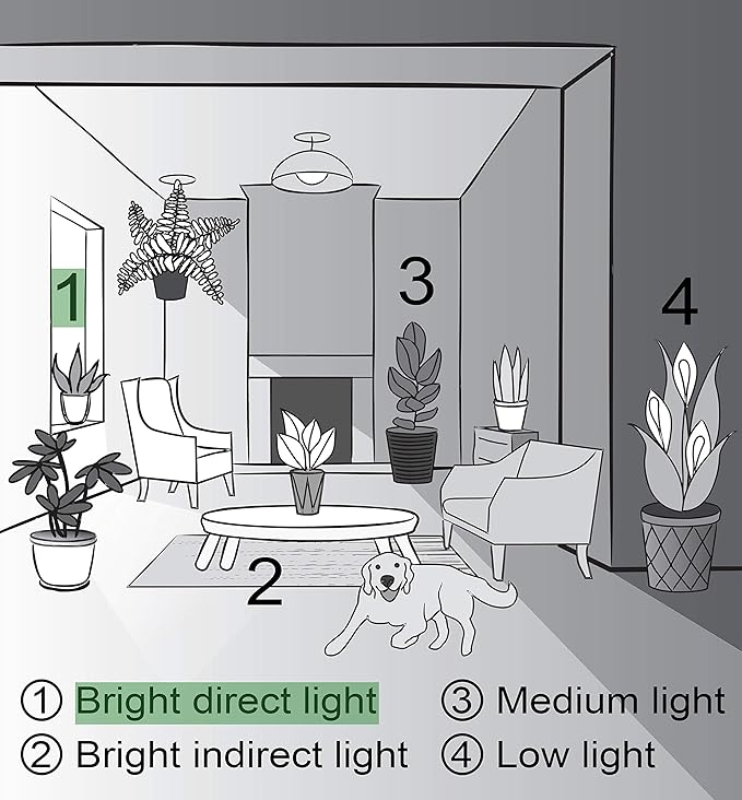Thorsen's Greenhouse Aloe Vera, Live Indoor Plant, Aloe barbadensis, Easy to Grow, Succulent, Natural Air Purifier, 4" Diameter Pot (Coffee)