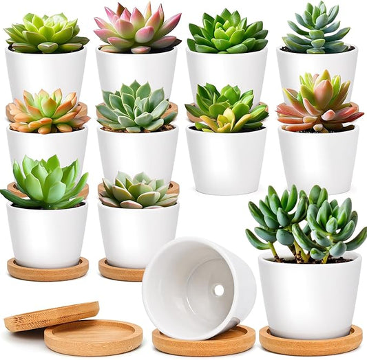 T4U 2.5 Inch Mini White Succulent Planter Pots with Bamboo Tray Round Set of 12, Tiny Ceramic Succulent Air Plant Flower Pots Cactus Faux Plants Containers, Gifts for Plant Lover, Home Office Decor