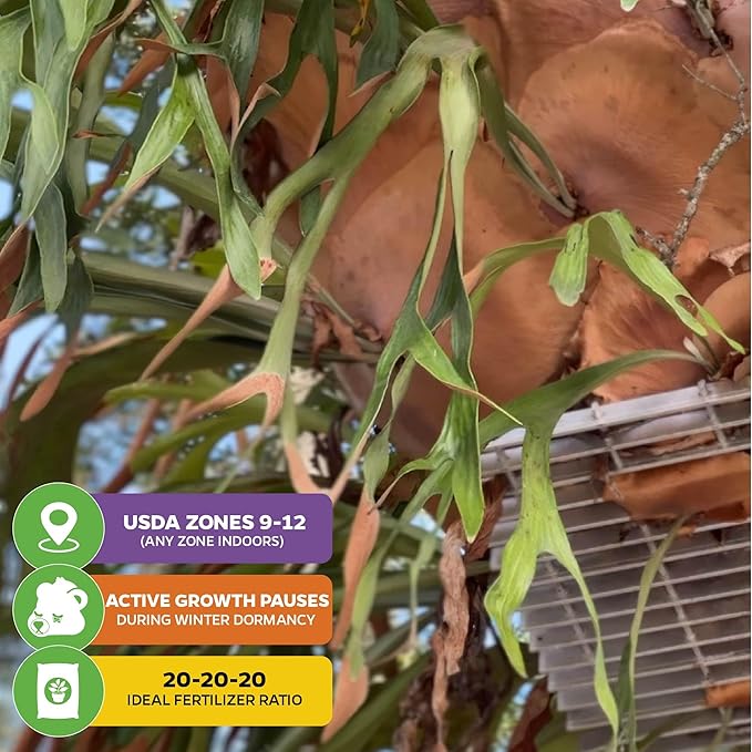 Netherlands Elkhorn Staghorn Fern – Platycerium bifurcatum by Wellspring Gardens – Easy-Care Houseplant – Great for Mounting, Wall Art, or Hanging Displays (2-Pack)