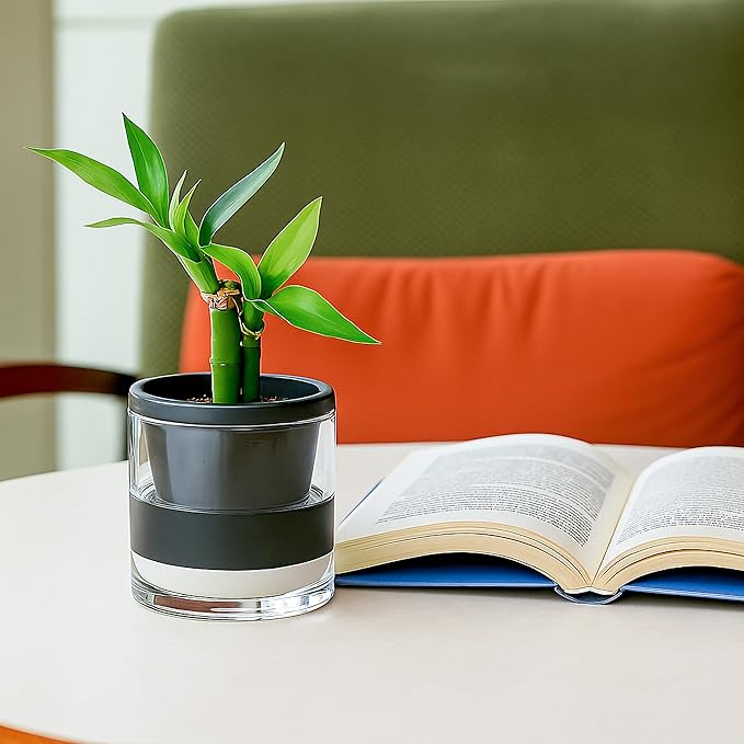 D'vine Dev 4 Inch Design Self Watering Planter for Indoor Plants, Black Terracotta Pot with Cylinder Glass Cup, 37-X-A-3