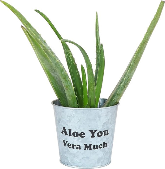 Thorsen's Greenhouse Aloe Vera, Live Indoor Plant, Aloe barbadensis, Easy to Grow, Succulent, Natural Air Purifier, 4" Diameter Pot (Aloe You Vera Much)