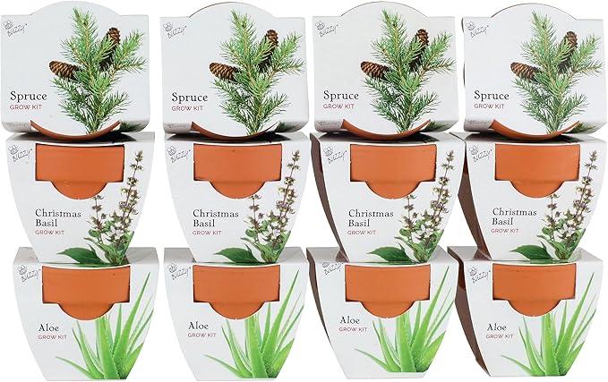 BUZZY Seeds Radiant Collection Grow Kits, 12-Pack Mini Terracotta Pots with Aloe, Christmas Basil, and Spruce Seed Packs,All-in-One Starter Set for All Ages, Gardening Gifts, Stocking Stuffers