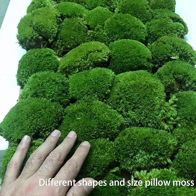 1.5 Sq. Ft. Preserved Moss Pole Decorative Moss for Crafts, Art, Wall Decor,Dark Green