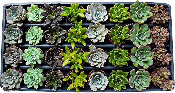2.5 Inch Assorted Succulent Plants | Hand Picked Assortment of 2.5 Inch Succulents, 32 Pack