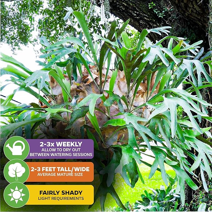 Netherlands Elkhorn Staghorn Fern – Platycerium bifurcatum by Wellspring Gardens – Easy-Care Houseplant – Great for Mounting, Wall Art, or Hanging Displays (2-Pack)